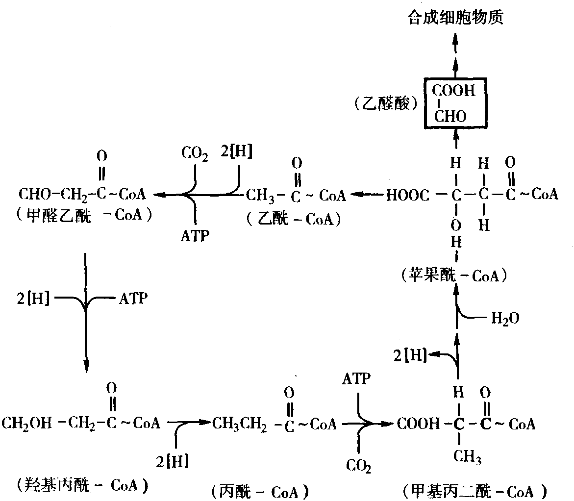 羟基丙酸途径